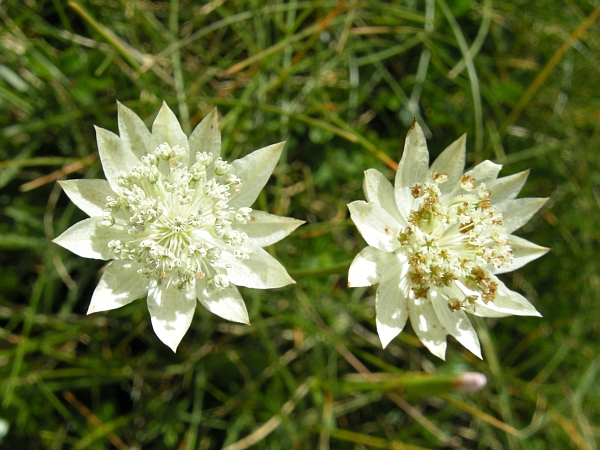 Astrantia pauciflora / Astranzia degli Appennini